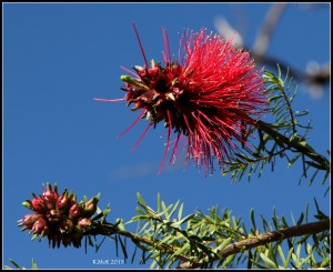 flower_hp_29