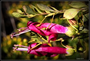 flower_hp_3