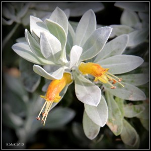flower_hp_30