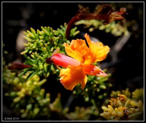 flower_hp_4
