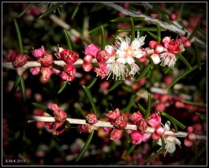 flower_hp_7