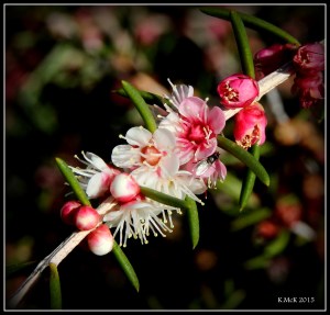 flower_hp_8