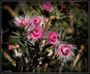 flower_hp_9