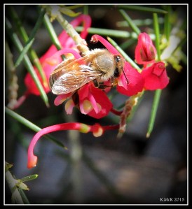 bee_2