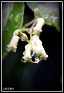 drops_11