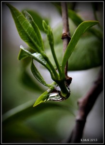 drops_12