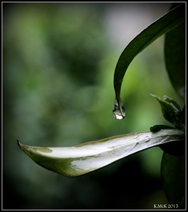 drops_6