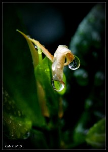 drops_9