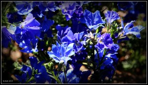 flower_10