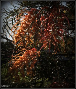 flower_1