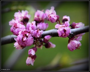 flower_11
