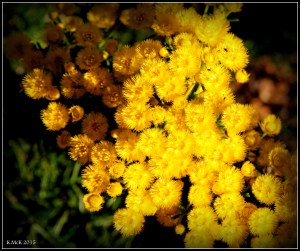 flower_12