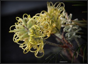 flower_17