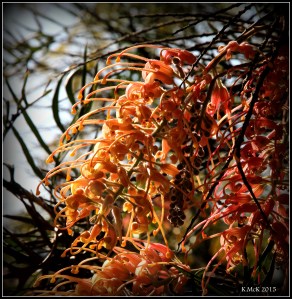 flower_2