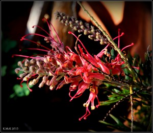 flower_24