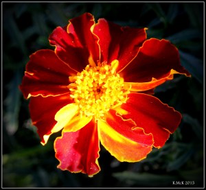 flower_6