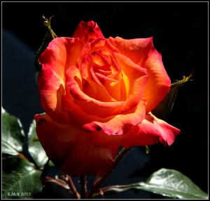 flower_8