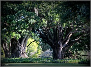 hyde park_13
