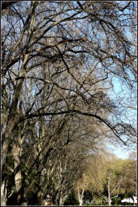 hyde park_2