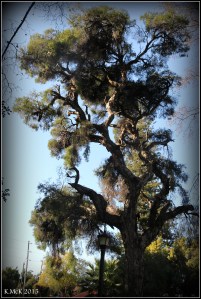 hyde park_4