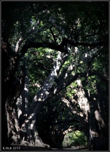hyde park_6