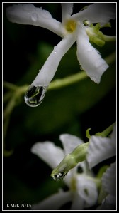 drops_11