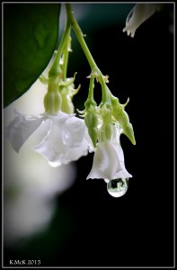 drops_11