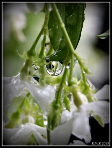 drops_1