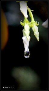 drops_13