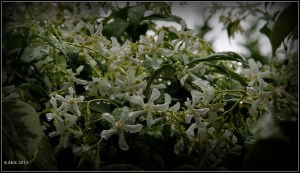 drops_14