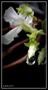 drops_15