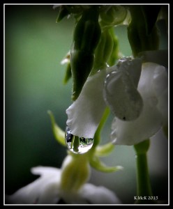 drops_16