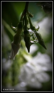 drops_17