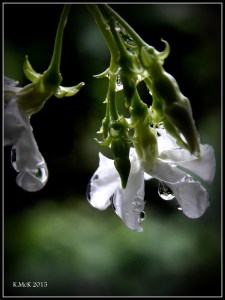 drops_21