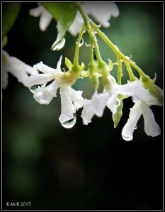 drops_2