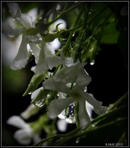 drops_22