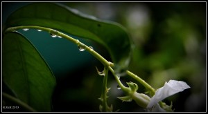 drops_23