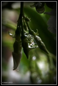 drops_28
