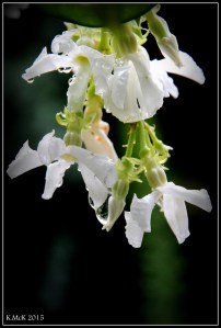 drops_5