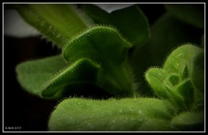 drops_7