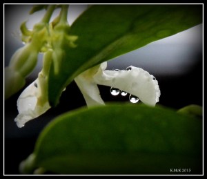drops_8