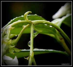 drops_9