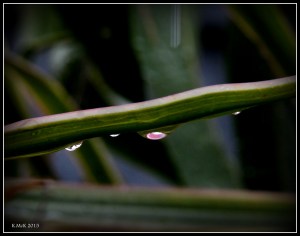 drops_9