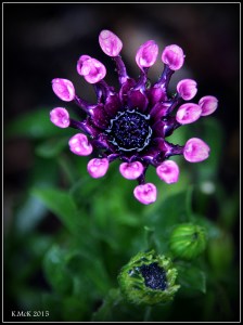 flowers_1