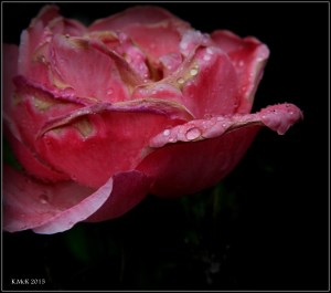 flowers_2