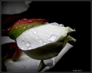 flowers_3