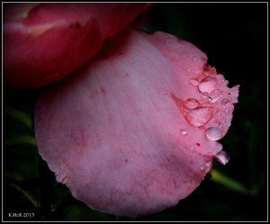 flowers_4