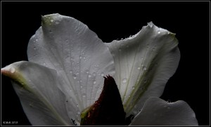 flowers_5