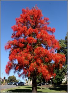 flame tree_1
