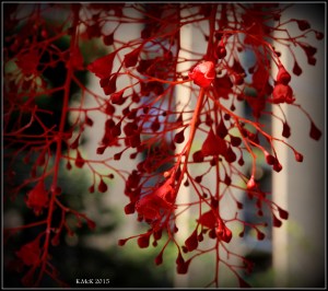 flame tree_15